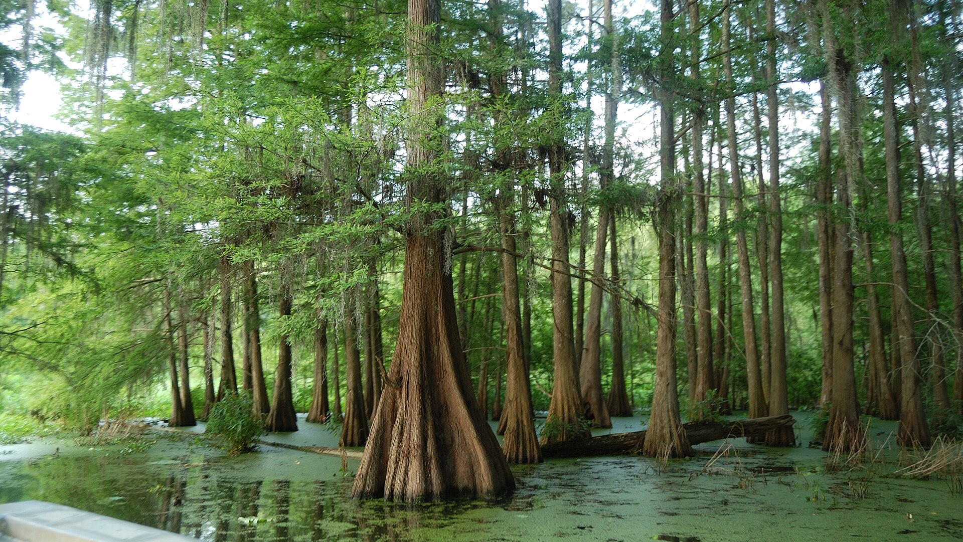 Louisiana bayou cypress swamp